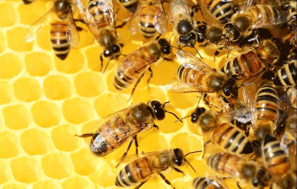 Pčele koje otkrivaju bolesti