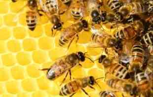 <span style='color:red;'><b>Virus</b></span>i prete i pčelama, kako sačuvati košnice?