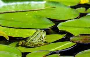 DEGUSTACIJA ŽABLJIH BATAKA: Za sajam bataka uhvaćeno do 350.000 žaba, ekolozi u Francuskoj besni