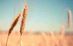 Rusija će afričkim zemljama besplatno isporučivati žito