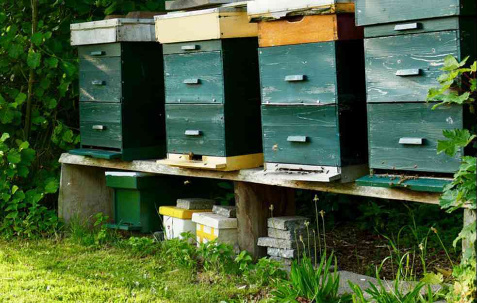 NAMENJENA DVA KONKURSA ZA PČELARE: Vojvođanskim pčelarima 35 miliona dinara za opremu i košnice