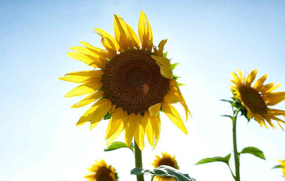 Sunčano i toplo, temperature do 33 stepena
