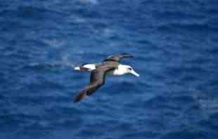 POKRENUTA POLICIJSKA ISTRAGA: Nestala četiri jaja retkog albatrosa na Novom Zelandu