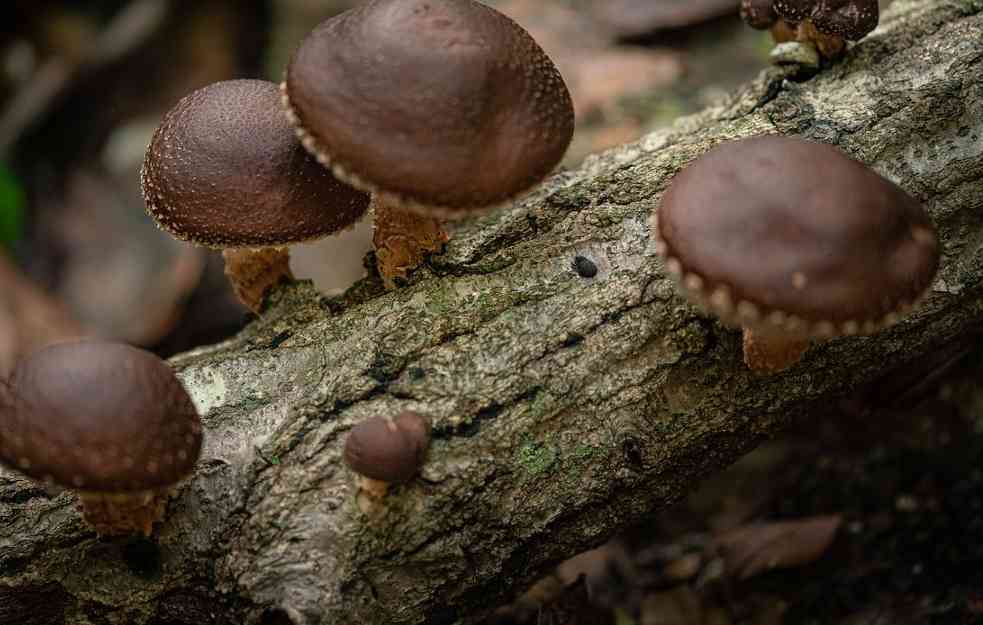 ALTERNATIVA PLASTICI: Pečurke bi mogle da zamene plastiku u baterijama i čipovima