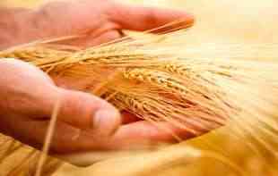 Produktna berza zbog praznika trajala kraće: Trgovalo se pšenicom i kukuruzom