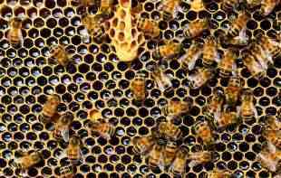ODUMIRE NAM PRIRODA: Pčele žive upola kraće nego pre <span style='color:red;'><b>pola veka</b></span>