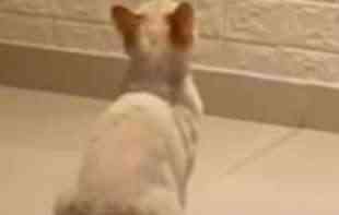 Žaklin Najli nasmejala je milione videom svoje mačke koja je ugledala hijene na televizoru.