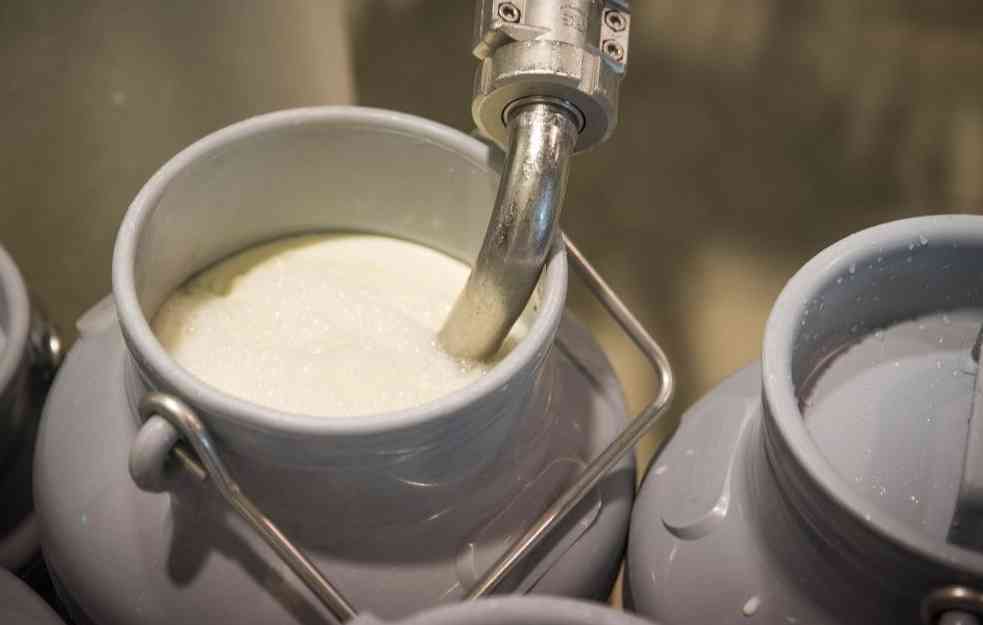 BEZ PROMENA: Dozvoljeni nivo aflatoksina u sirovom mleku ostaje isti