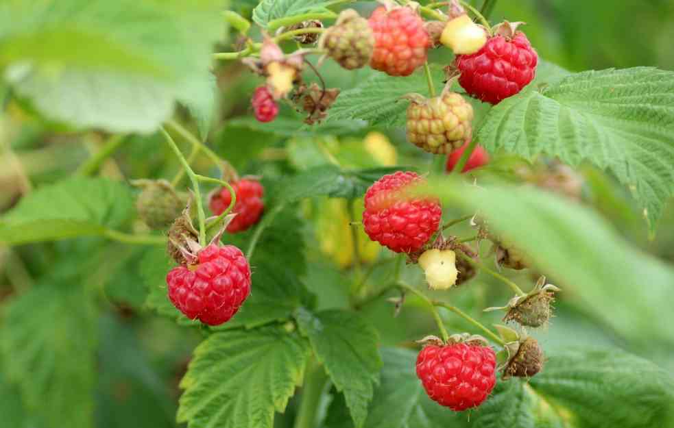 MALINE PONOVO RODILE KAD IM VREME NIJE: Kvalitet dobar, ali gde ih plasirati?