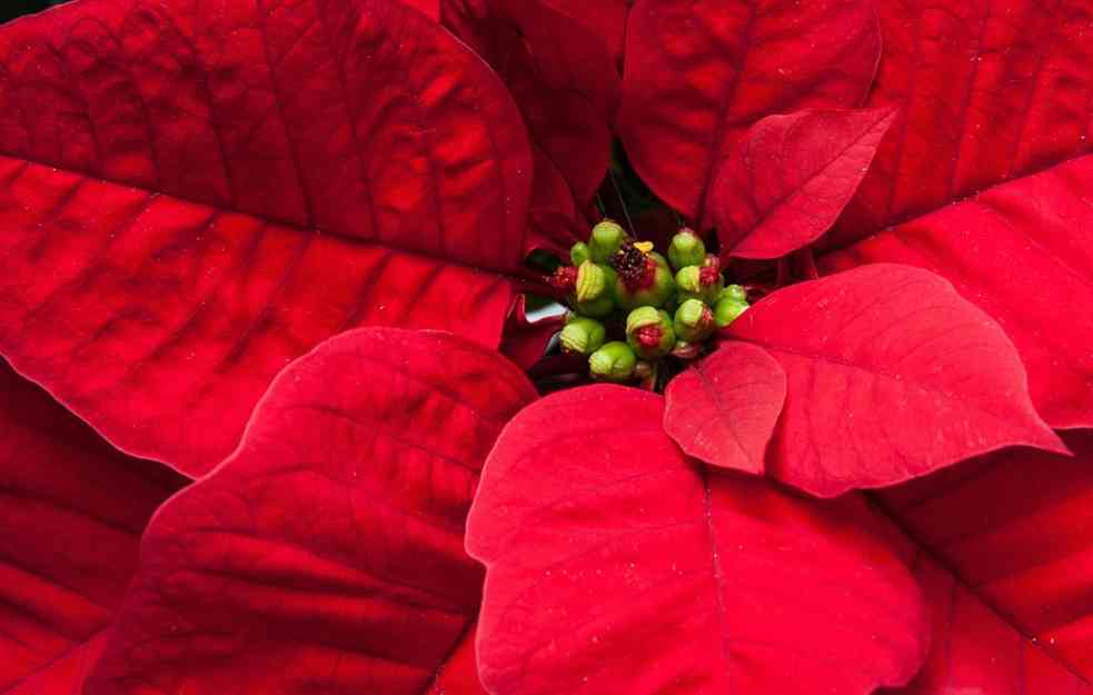 SAVETI ZA NEGU: Božićna zvezda-kako da vam ne uvene i ne otpadne lišće