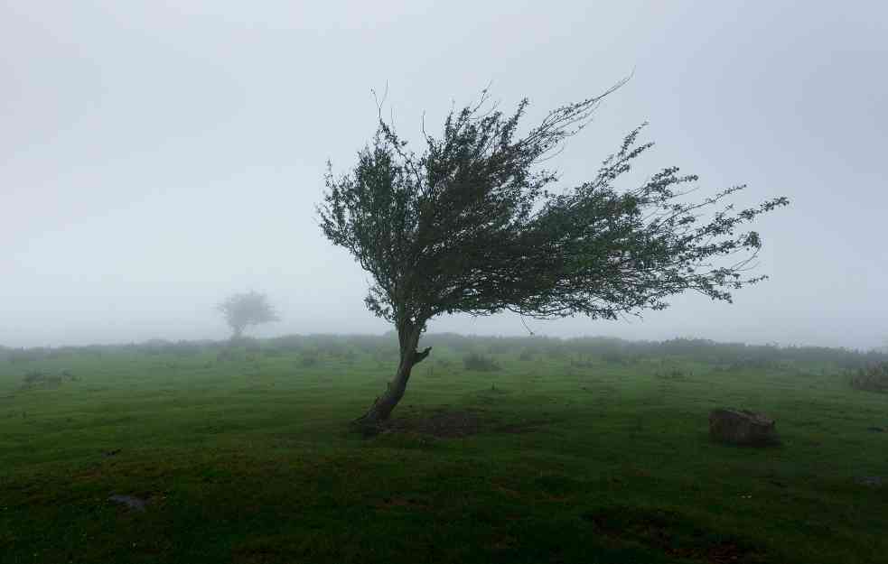 VETAR PRAVI ŠTETU ŠIROM SRBIJE: Jak vetar obara stabla kod Bajine Bašte i na Tari
