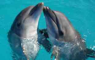 <span style='color:red;'><b>Mladunče</b></span> delfina prepoznaje svoj odraz mnogo pre deteta