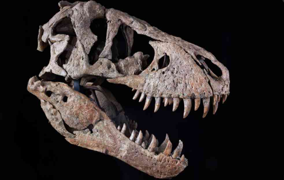 IMA MUŠTERIJE ZA SVE: Lobanja tiranosaurusa reksa na aukciji u Njujorku