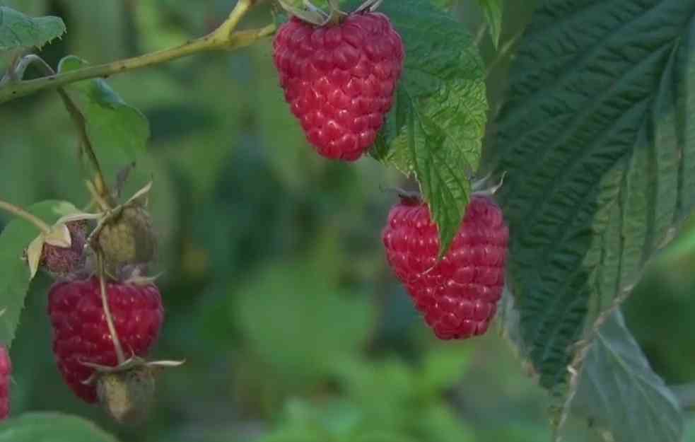 USKORO ČEMO JESTI MALINE IZ TUNELA: U Prijepolju počinje nesvakidašnja proizvodnja voća