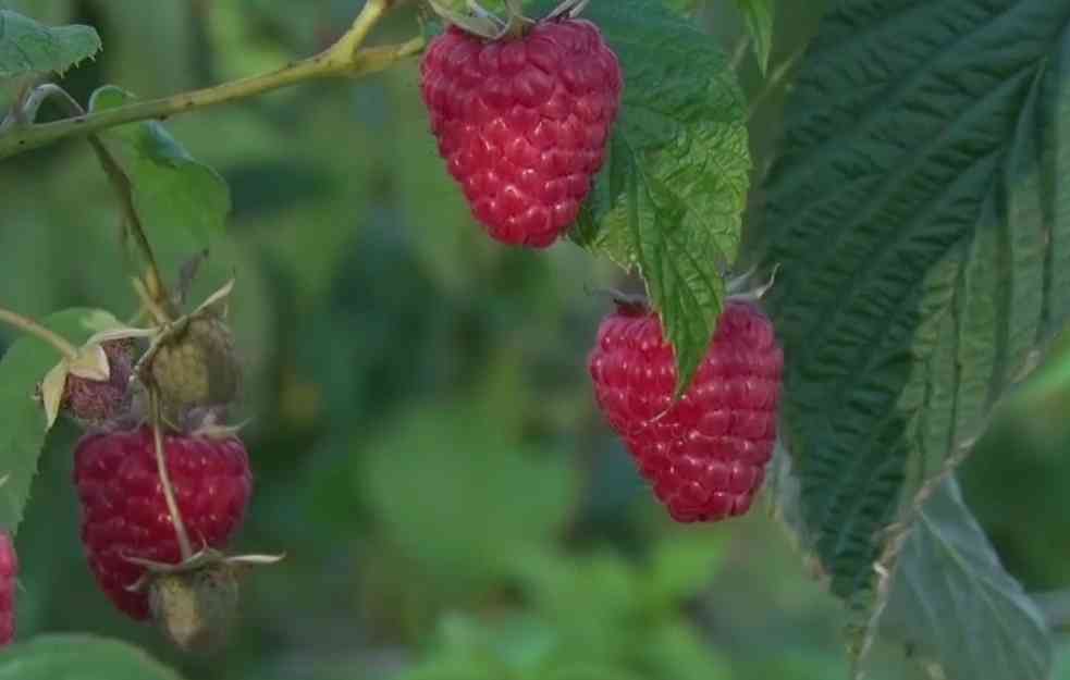 I ŠTA SAD? Nevreme uništilo oko 15% roda maline u Srbiji