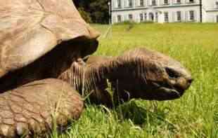 SREĆAN ROĐENDAN, DžONATANE: Nastarija kornjača na svetu napunila 190 godina (FOTO) 