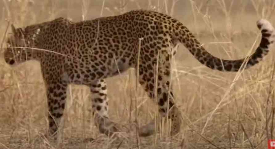 INCIDENT U PALIĆKOM ZOO-VRTU: <span style='color:red;'><b>Mužjak</b></span> persijskog leoparda usmrtio ženku naočigled posetilaca