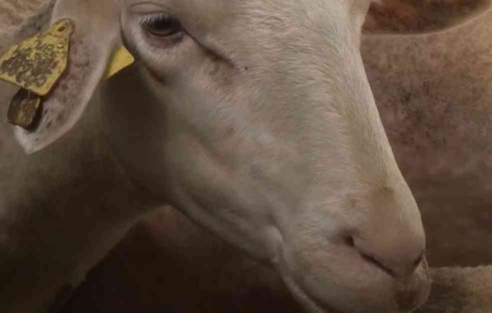 JEDINSTVENI NA BALKANU: U Čurugu će se uzgajati lakon, mlečna rasa ovaca koje nema u Srbiji