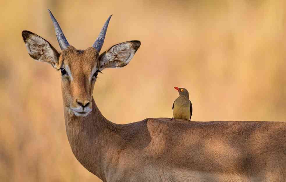 TOKOM CIRKUSKE PREDSTAVE: Antilope pobegle pomogao im jak vetar