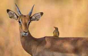 TOKOM CIRKUSKE PREDSTAVE: <span style='color:red;'><b>Antilope</b></span> pobegle pomogao im jak vetar