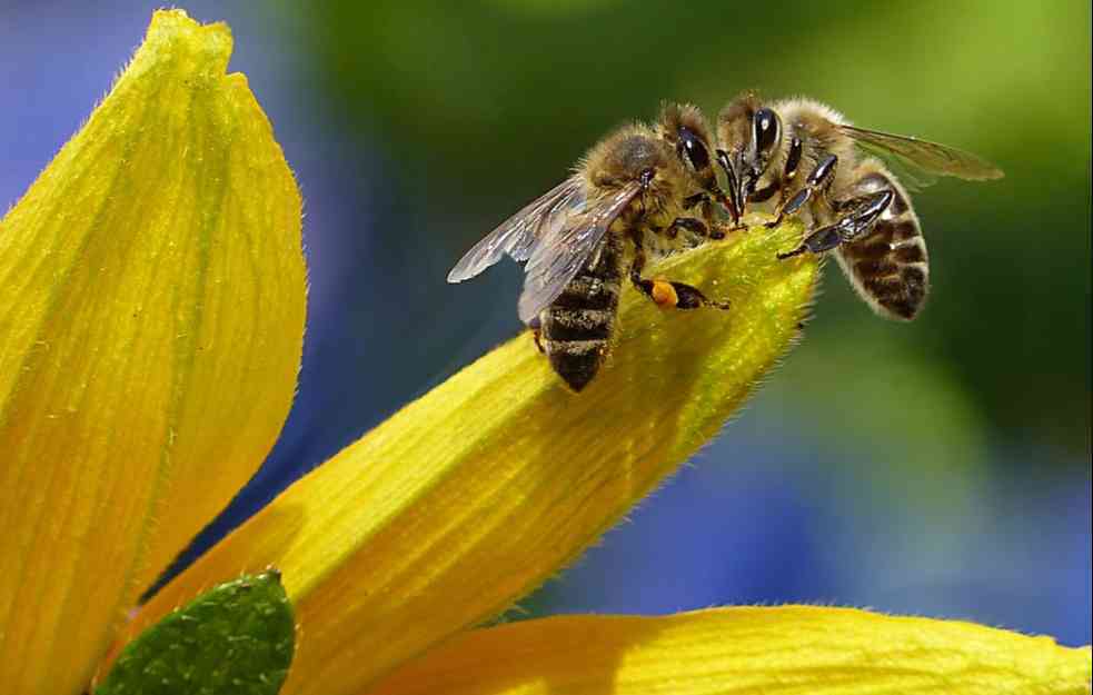 ZAHLAĐENJE I UTICAJ NA PČELE: Pčelar otkrio da li je bagremova paša u opasnosti
