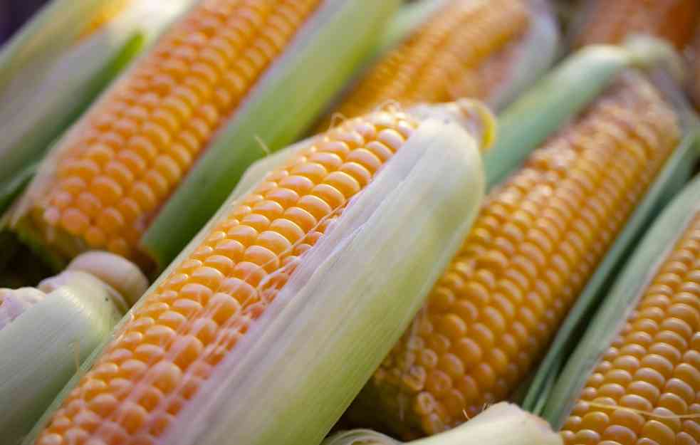 Na Produktnoj berzi u Novom Sadu kukuruz pojeftinio 5,3 odsto, a pšenica 3,8 odsto