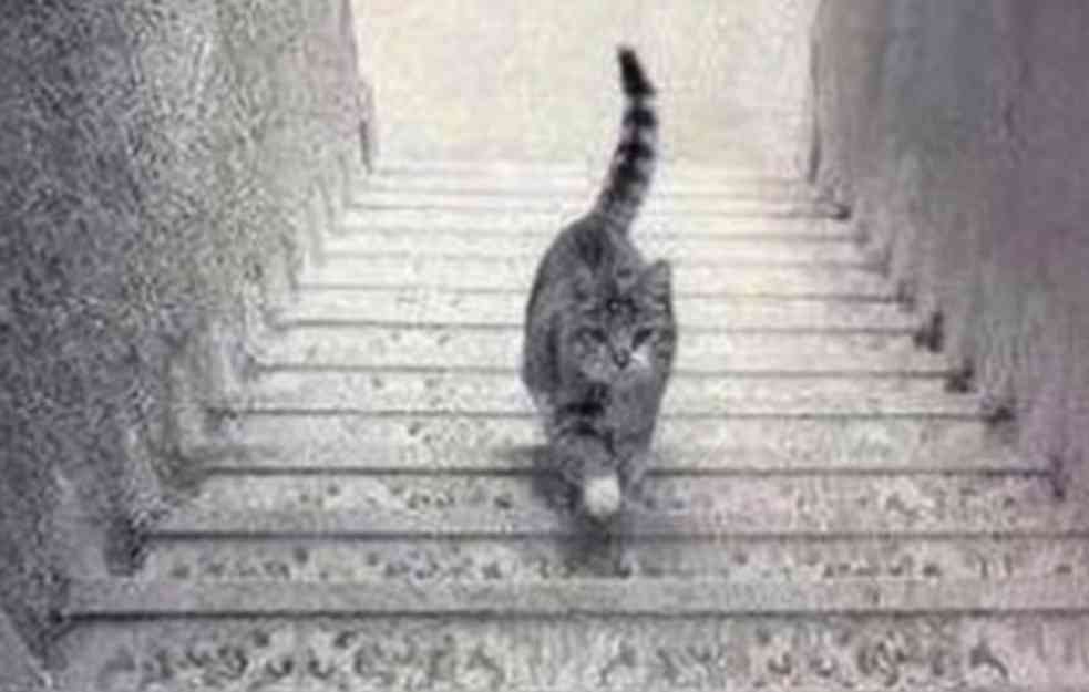 Da li se mačka PENJE ili SILAZI niz stepenice? U ovom odgovoru se kriju vaše mane i vrline...