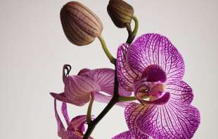 TRI VAŽNA KORISNA SAVETA  kako da vam orhideje cvetaju što duže