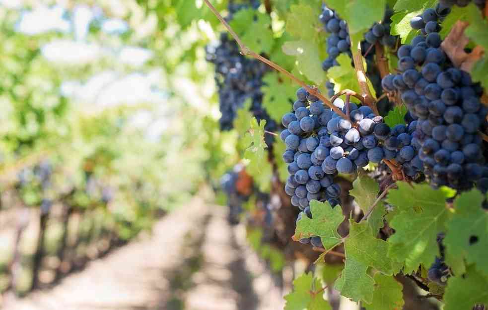 NAJVIŠE SE PRODAJU U VOJVODINI: Zašto je u Srbiji sve više vinograda na prodaju?
