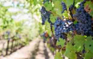 EVO KO JE VLASNIK: Najveći <span style='color:red;'><b>organski</b></span> vinograd u Srbiji nalazi se na Fruškoj Gori