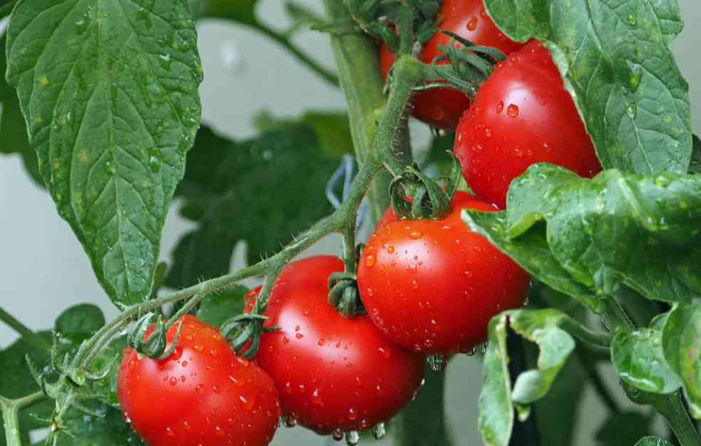GLAVNA RAZLIKA PRINOS: Nova sorta paradajza daje i do 71 tonu po hektaru