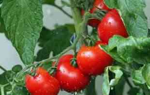 IDEALNO ZA PLODONOSNE <span style='color:red;'><b>BILJKE</b></span>: Zalijte papriku, paradajz ili krastavac ovim rastvorom