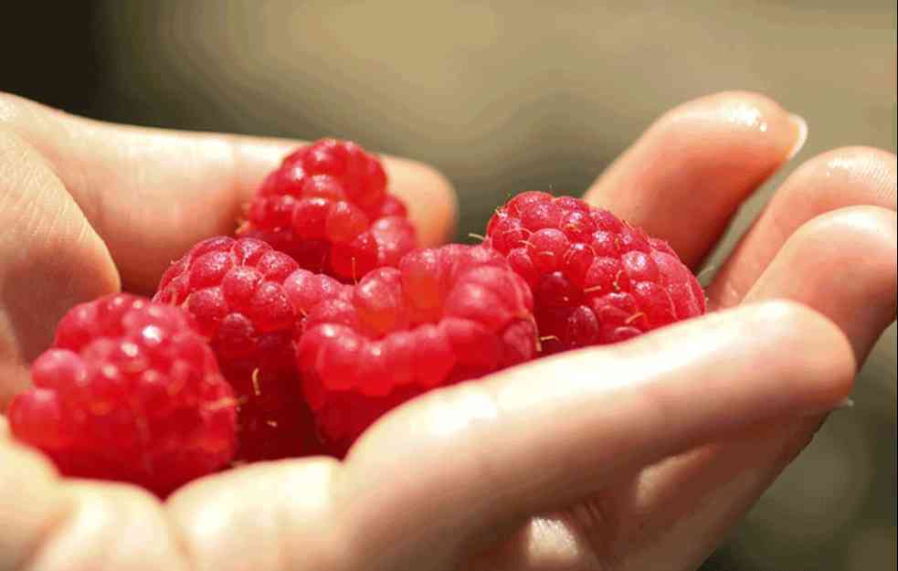 MALINARI U PROBLEMIMA: Zbog nižih temperatura kasni vegetacija, manji rod malina