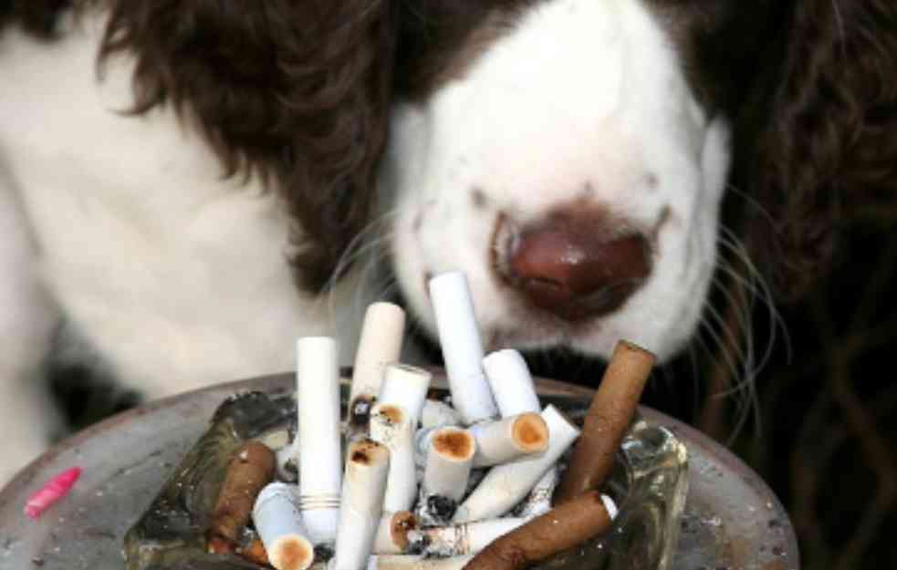  Pas u autobusu nanjušio 50.000 cigareta