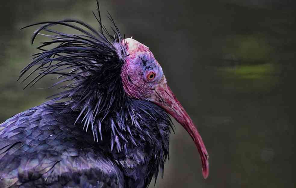 PTICA SE MOŽE PRATITI I PUTEM APLIKACIJE: Retka ptica koja je izumrla u Evropi stigla do ušća Neretve