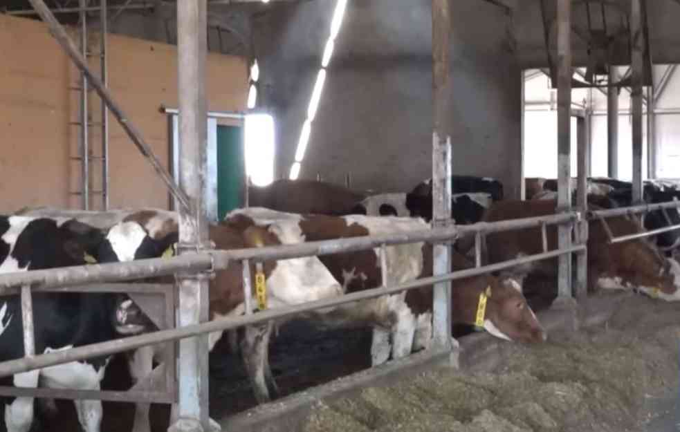 LOŠE VESTI! MLEKARE U SRBIJI ZNATNO PODIGLE OTKUPNU CENU: Imlek plaća mleko više nego u zemljama EU