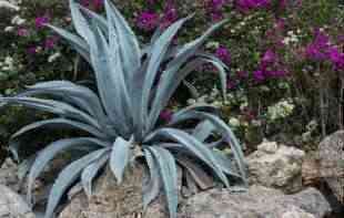 AGAVE ŠEĆER pogodan za dijabetičare i regulaciju nivoa <span style='color:red;'><b>šećera u krvi</b></span>