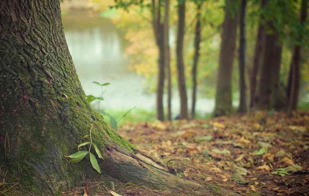 UGROŽENA VRSTA I PLANOVI ZA OČUVANJE: Da li će Srbija ostati bez bukovih šuma?