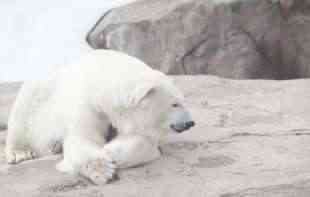 GLADUJU: Polarni medvedi nastoje da se prilagode sve dužim razdobljima bez leda