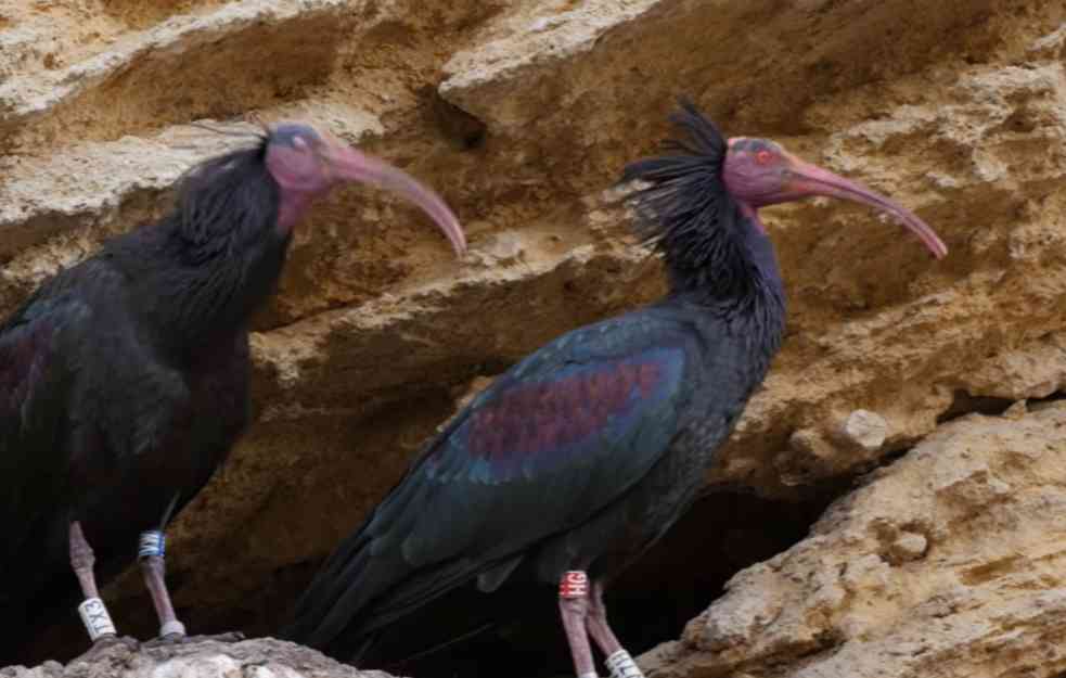 Primećena u dolini Neretve: Retka ptica za koju se smatra da je DAVNO IZUMRLA (VIDEO)