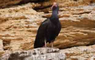 Kako je Džipsi, retka ptica ćelavog ibisa, dospela u dolinu Neretve