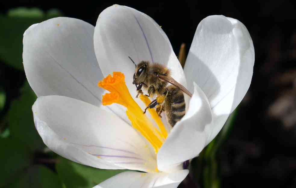 Napredak u zaštiti oprašivača: ODOBRENA PRVA VAKCINA ZA PČELE