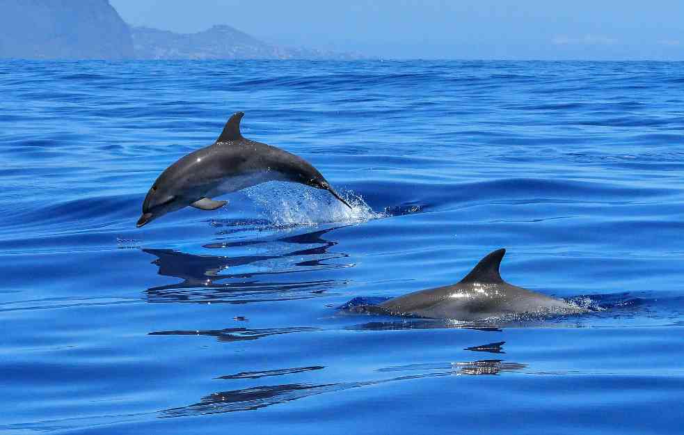 Retka vrsta delfina viđena u Australiji: Genetska mutacija ga čini posebnim