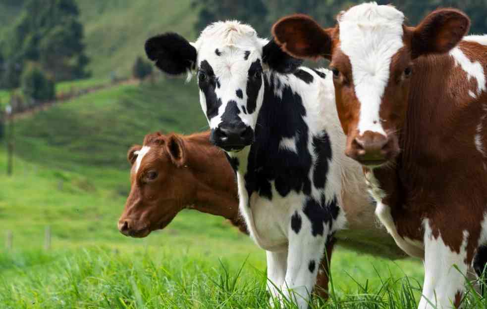 BIL GEJTS ULOŽIO U SULUDA ISTRAŽIVANJA: Krave manje podriguju metan ako jedu morsku travu