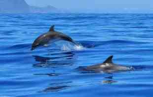 Retka vrsta delfina viđena u Australiji: Genetska mutacija ga čini posebnim