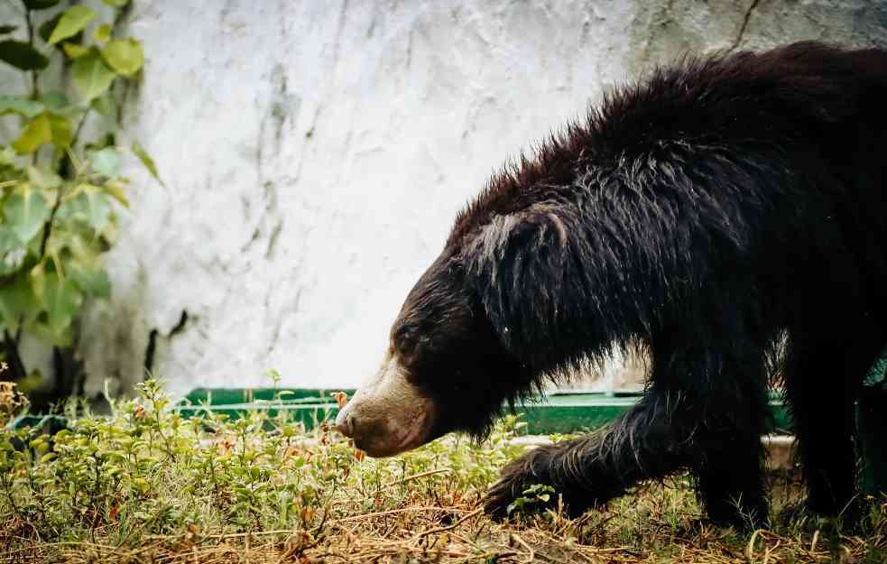 Tri medveda lenjivca umrla od hladnoće u avionu u Liježu