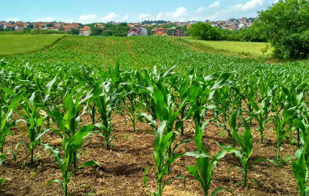 TREBA LI DA SE ZABRINEMO? U Srbiji niko ne kontroliše upotrebu pesticida?