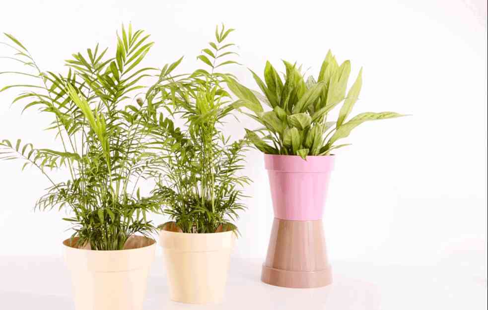 AGROINFO SAVET: Sobne biljke koje će vam olakšati disanje i smanjiti alergijske reakcije
