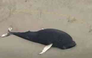 More izbacilo mrtvog kita na obalu u Njujorku