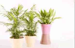 AGROINFO SAVET: Sobne biljke koje će vam olakšati <span style='color:red;'><b>disanje</b></span> i smanjiti alergijske reakcije